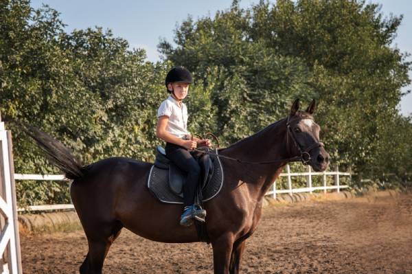 horse-boarding