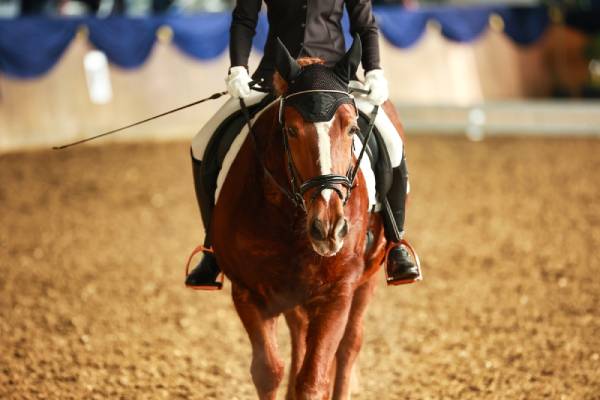 horse-boarding