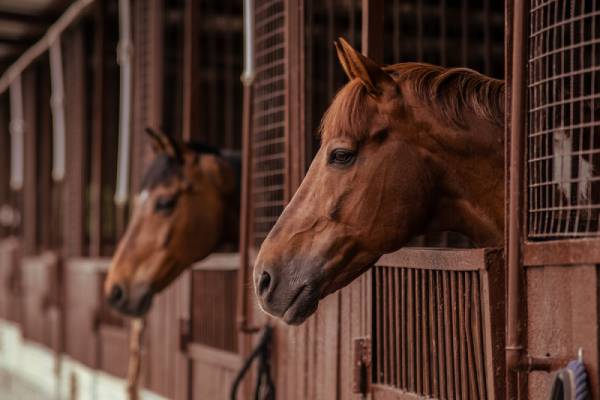 horse-boarding