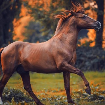 Awesome Image